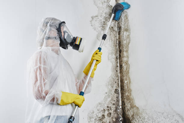 Best Toxic Mold Removal  in Mayflower Village, CA