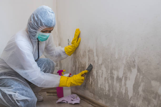 Mold Removal Process in Mayflower Village, CA