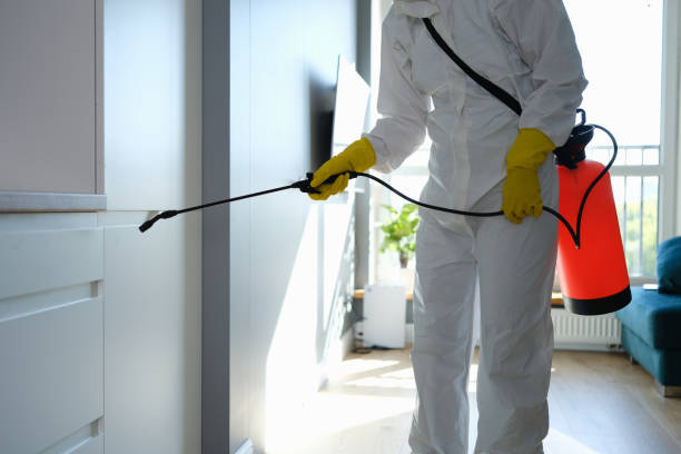 Best Mold Removal Process  in Mayflower Village, CA