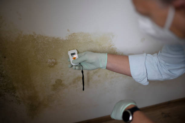 Best Attic Mold Removal  in Mayflower Village, CA
