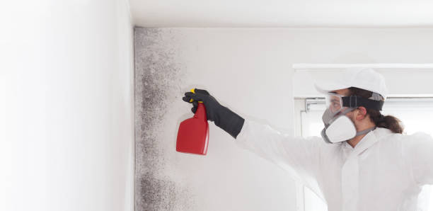 Best Attic Mold Removal  in Mayflower Village, CA