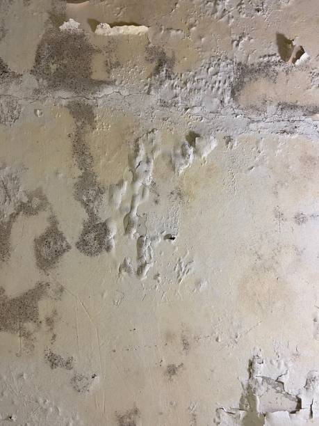 Best Mold Testing  in Mayflower Village, CA