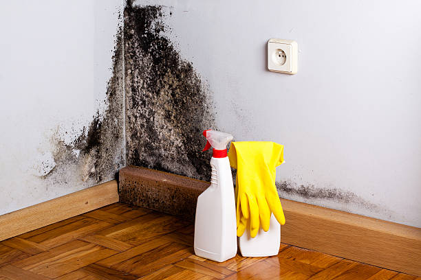 Best Fast Mold Removal  in Mayflower Village, CA