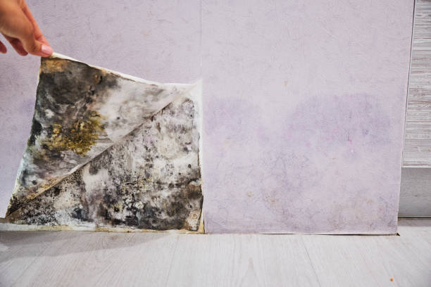 Best Office Mold Removal Services  in Mayflower Village, CA